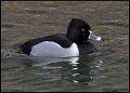 _7SB6496 ring-necked duck drake